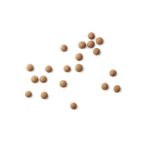 Buy Lakrids Salt & Caramel Liquorice The Gourmet Pantry