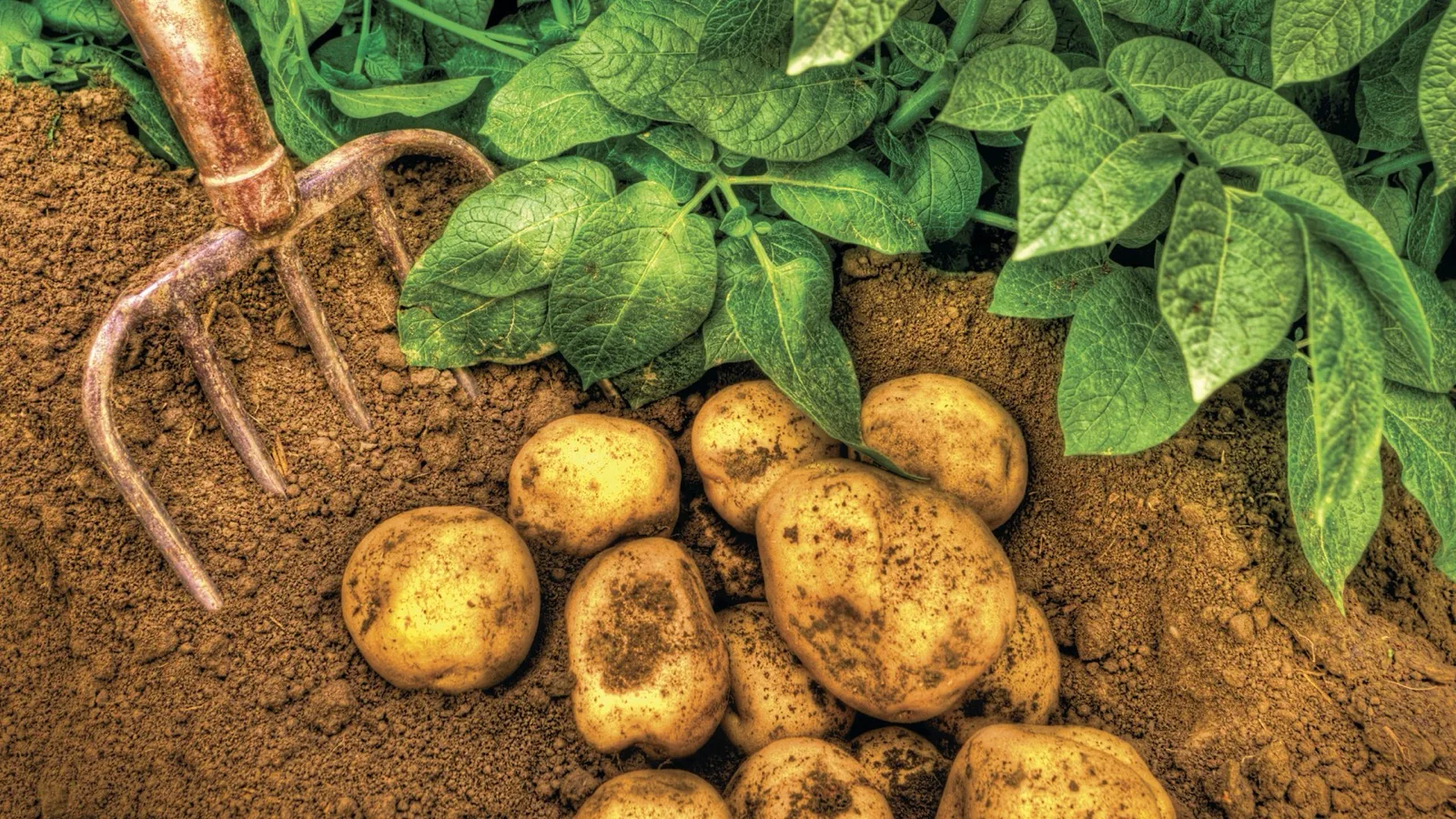 Freshly dug potatoes on turned soil with a garden fork, potato plants leafing above them